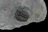 Bolaspidella Trilobites From Wheeler Shale, Utah #97188-2